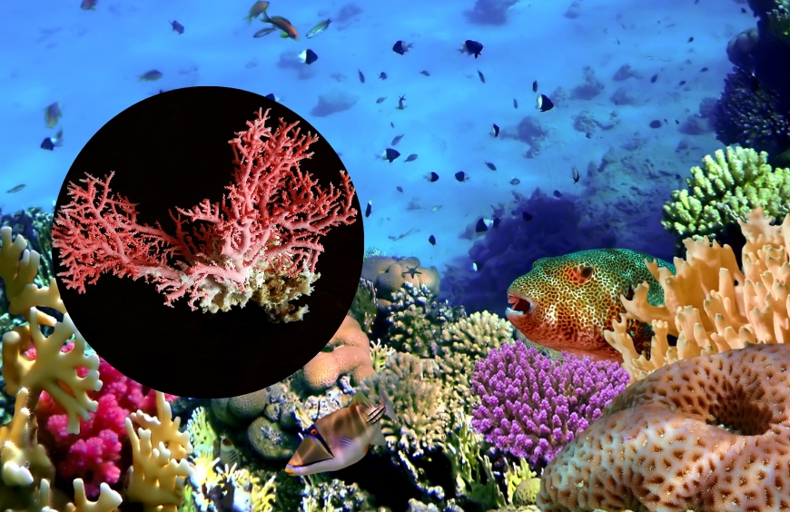 origen piedra coral en arrecifes del mar. fondo marino con peces y corales